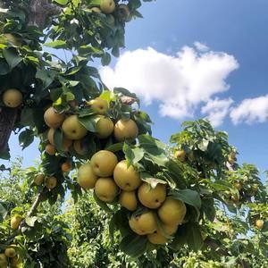 Meet your Posher, Trang